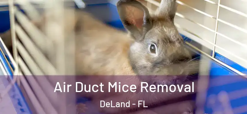 Air Duct Mice Removal DeLand - FL