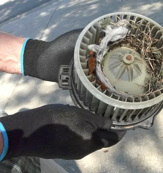 About Air Duct Mice Removal in DeLand, FL